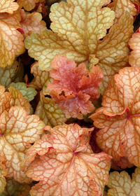 Heuchera 'Midas Touch'